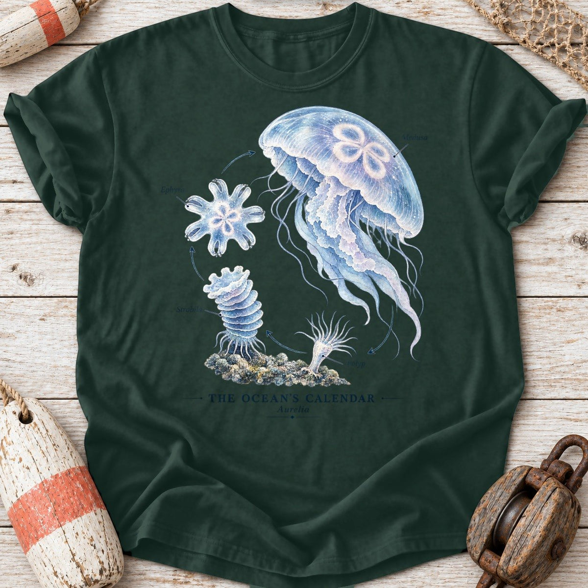 Jellyfish Life Cycle