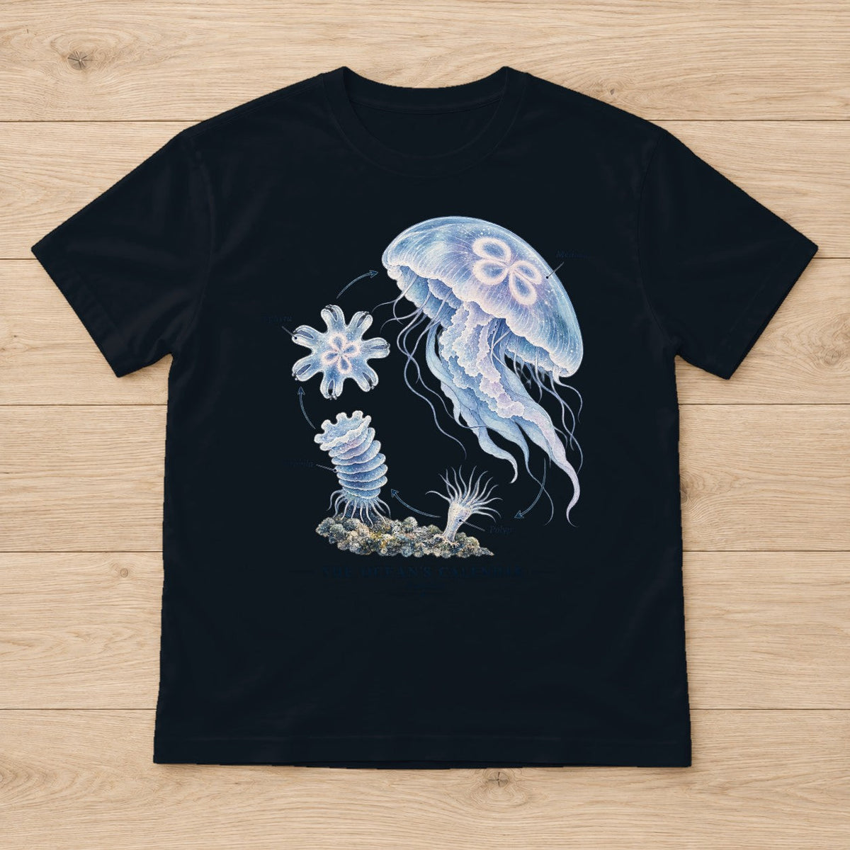 Jellyfish Life Cycle