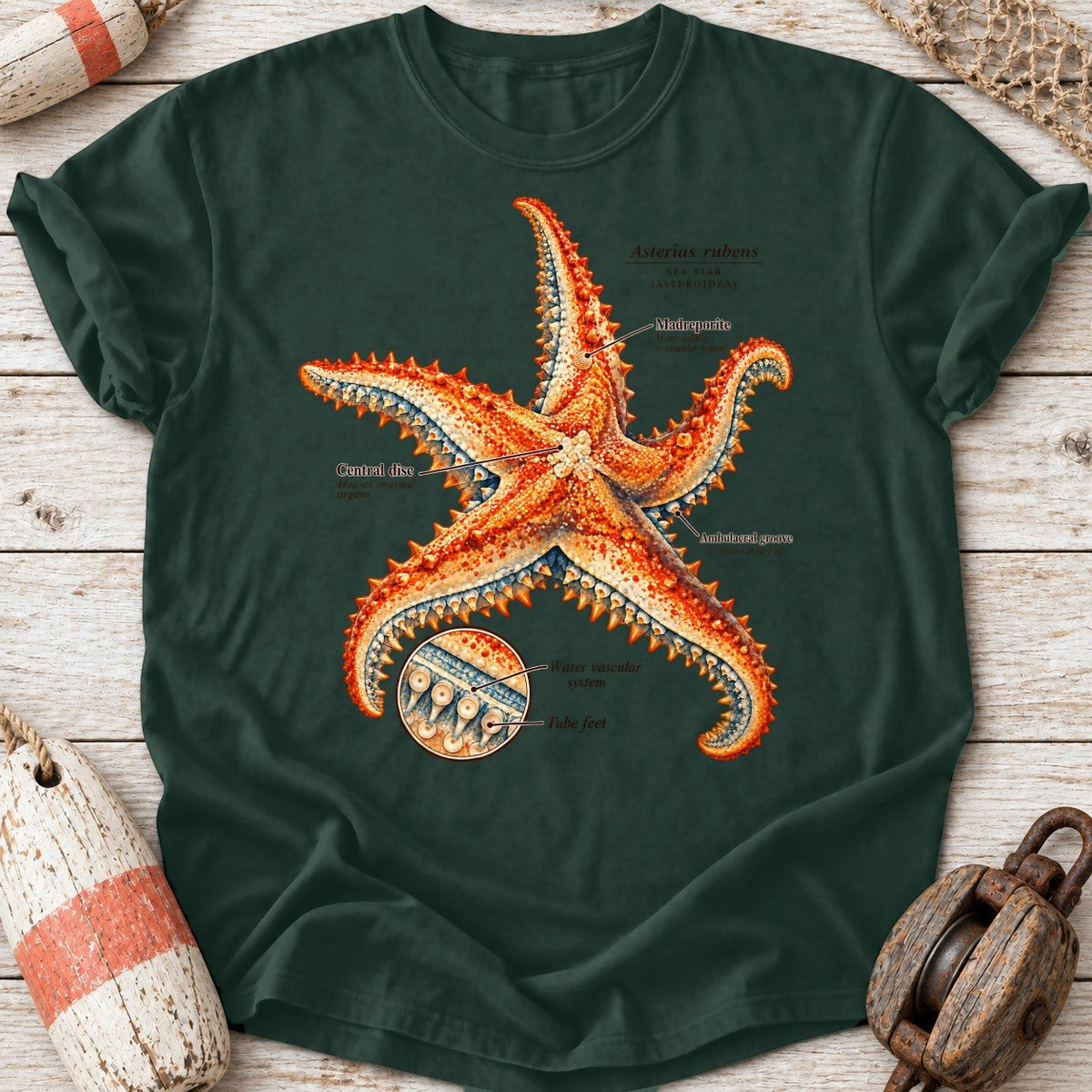 Sea Star Anatomy