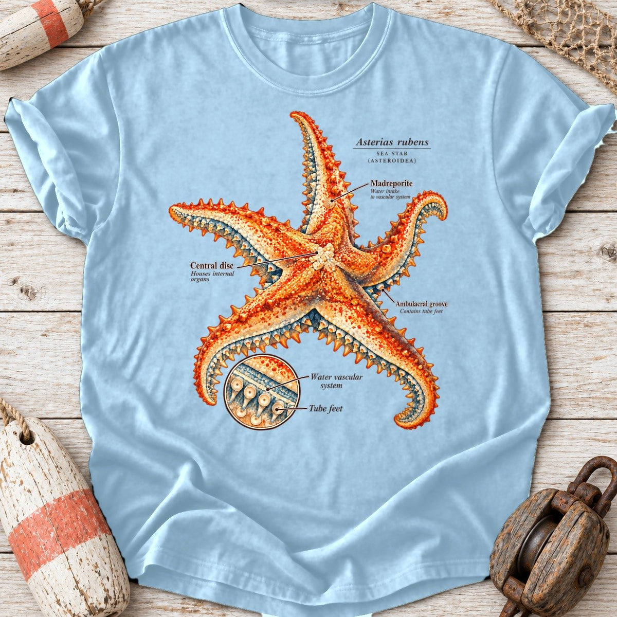 Sea Star Anatomy
