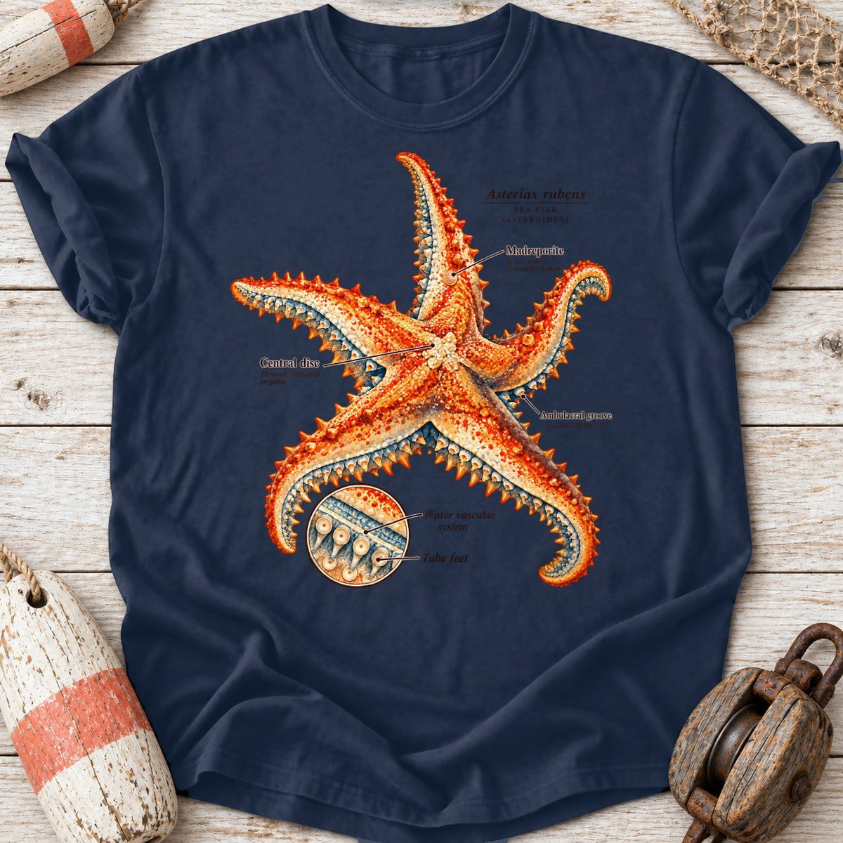 Sea Star Anatomy