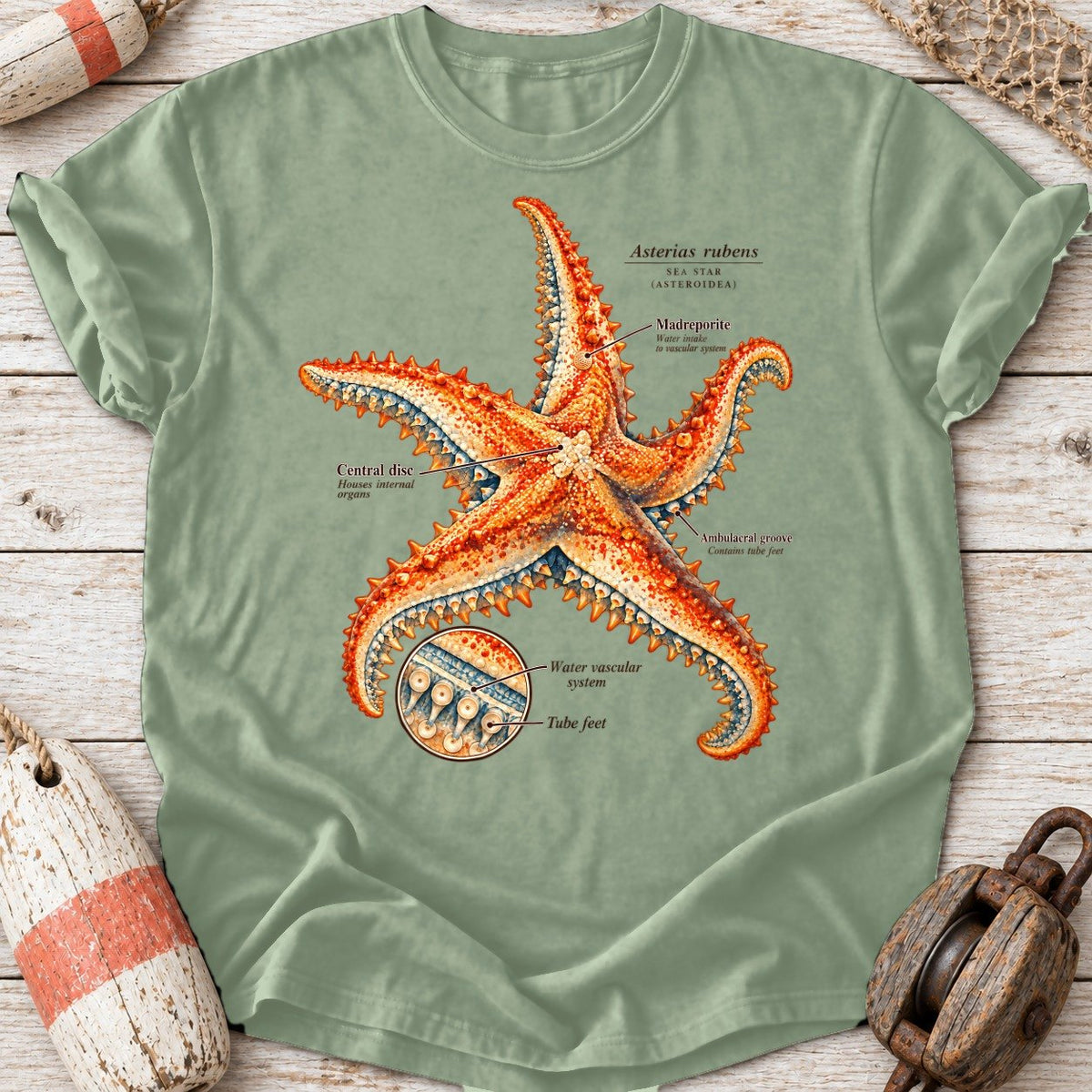 Sea Star Anatomy