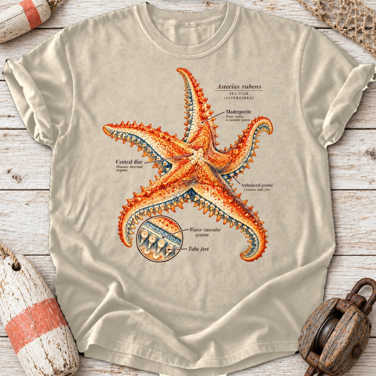 Sea Star Anatomy