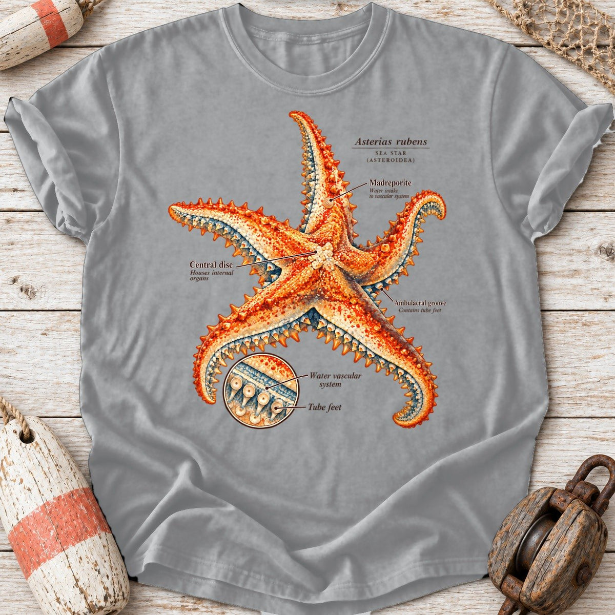 Sea Star Anatomy