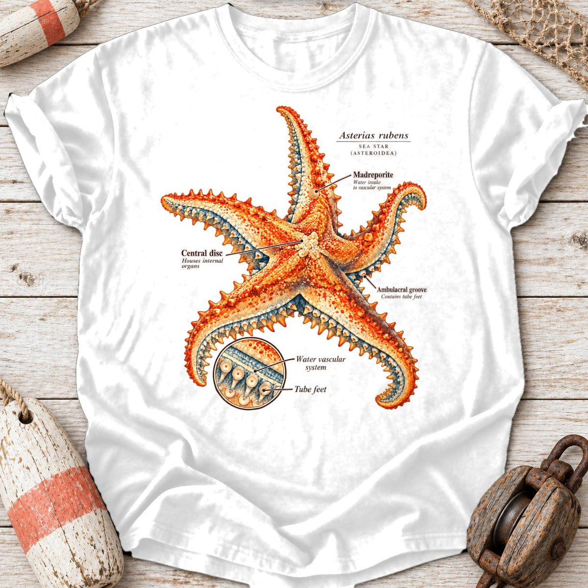 Sea Star Anatomy